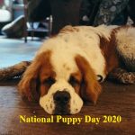 National Puppy Day– 23rd March Happy National Puppy Day 2021