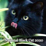 Black Cat Day – National Black Cat 2022: Quotes,  Messages, Wishes, Greetings, Sayings, Status, Images, Pic, Picture, Photo