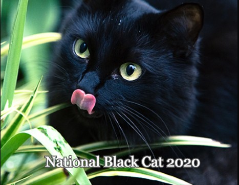 National Black Cat 2020